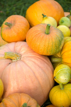 Photo from top of harvest of orange pumpkins