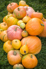 Photo of harvest of orange pumpkins