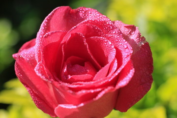 Pink roses in the garden with a blurred background. 