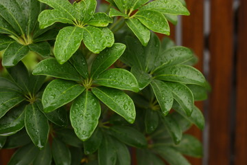 green plant background in the morning