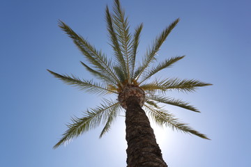 Palme unter blauem Himmel im Urlaub