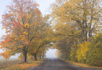 Foggy autumn morning in tree alley by car road, golden leaves on trees and on ground in Northern Europe. 