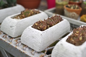 多肉植物の苗