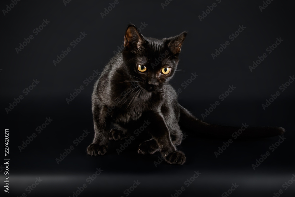 Wall mural Bombay cat on colored backgrounds