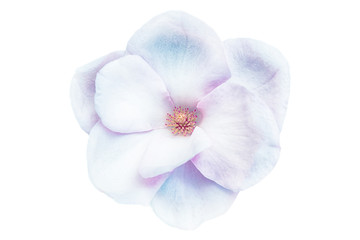 Fototapeta na wymiar Beautiful magnolia closeup flower blossom isolated on white background. Soft iridescent blue and pink toned. Shallow depth