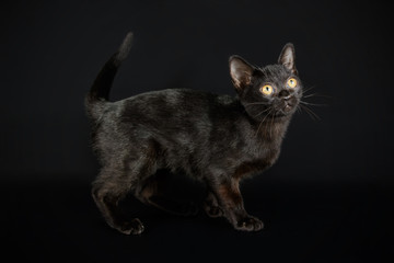 Bombay cat on colored backgrounds