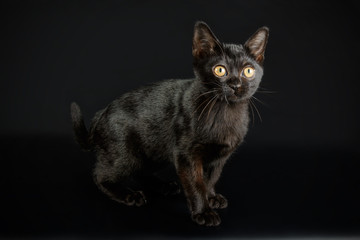 Bombay cat on colored backgrounds