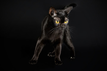 Bombay cat on colored backgrounds