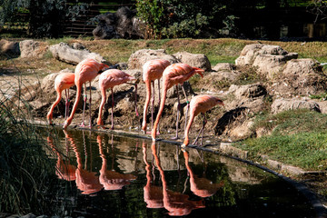 Reflejo de flamencos