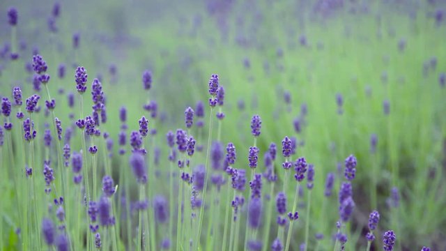 Bud Lavender Flower Field in Cloudy Day