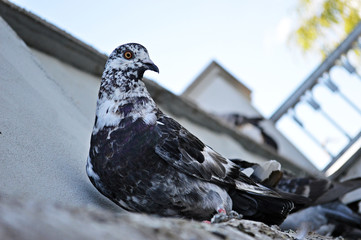 The dove sits on the edge of the fence against the sky