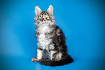 Maine Coon cat on colored backgrounds