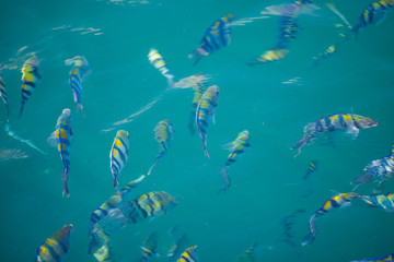 Fototapeta na wymiar Beautiful fish in the clear turquoise water of the Gulf of Siamese 