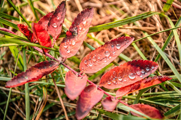 Rotes Blatt im Herbst