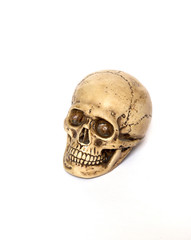 Halloween Human Skull isolated white background. Side view of human skull