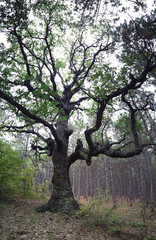 Big old oak in the forest