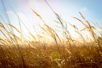 autumn grass close-up