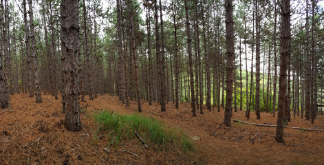 Panorama of pine forest