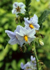 solanum sisymbriifolium plant with flowers and fruits