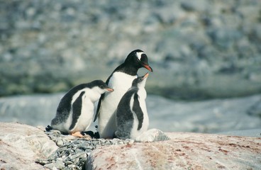 Fototapeta premium Antarctica. Pinguin famely