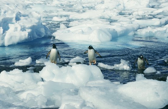 Two pinguins swimming