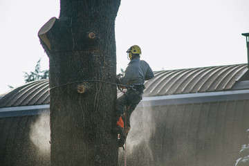 treeclimber tree cutter with chainsaw climbed on top
