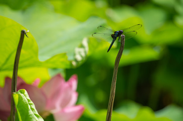 蓮池のシオカラトンボ
