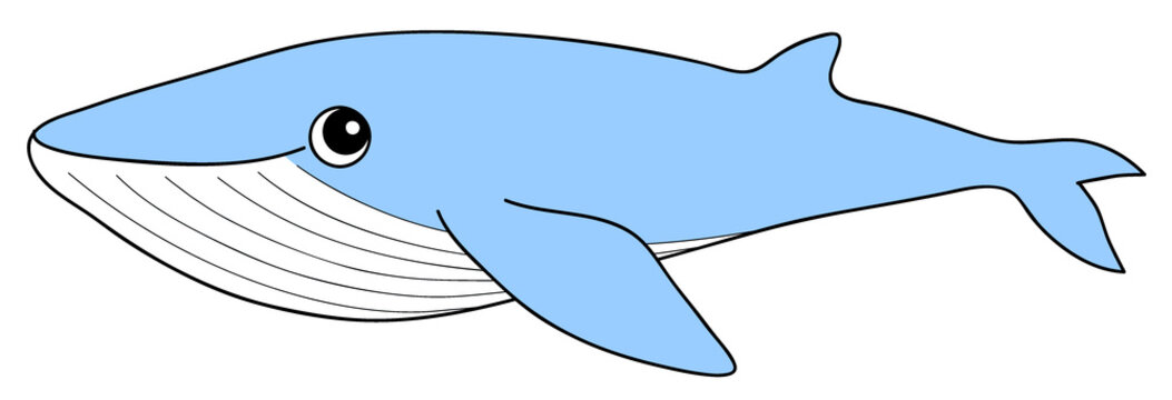 シロナガスクジラ Images Browse 39 Stock Photos Vectors And Video Adobe Stock