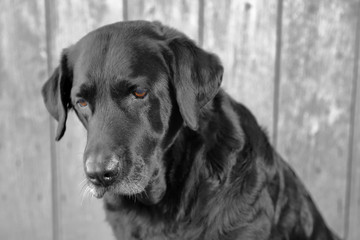 Porträt einer Labradorhündin