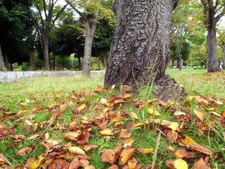 桜の落葉のある公園風景
