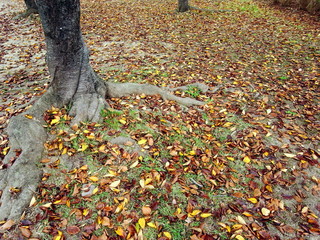 公園の桜の落葉