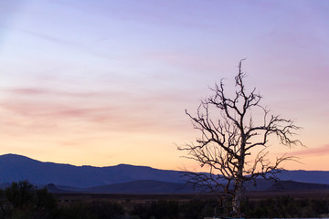 Fototapeta na wymiar Desert Tree Silhouette 