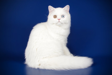 Scottish straight longhair cat on colored backgrounds