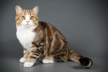 Scottish straight shorthair cat on colored backgrounds
