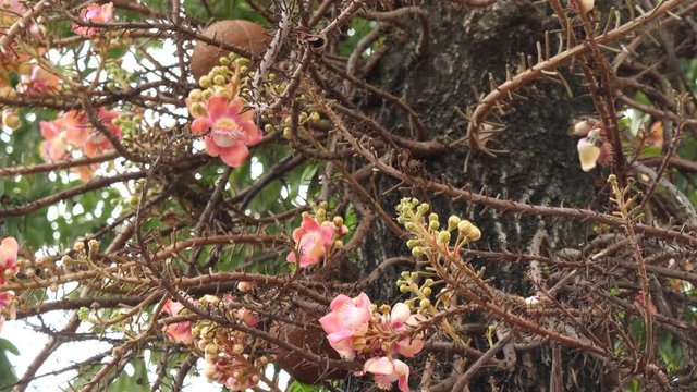 Couroupita guianensis with flower.