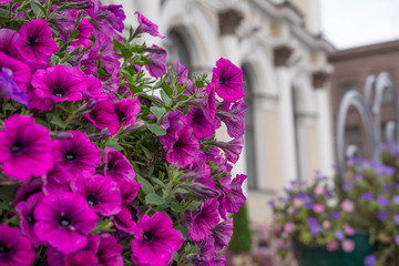 Purple flowers highlighted in front of European building