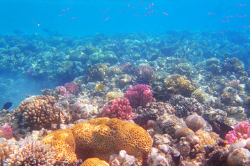 coral reef in Egypt