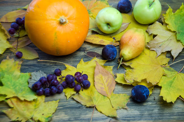 Naklejka na ściany i meble Autumn mood, pumpkins and maple leaves scattered blue grapes apples and pears on wooden background, selective focus
