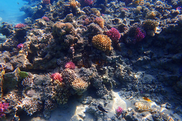 Plakat coral reef in Egypt