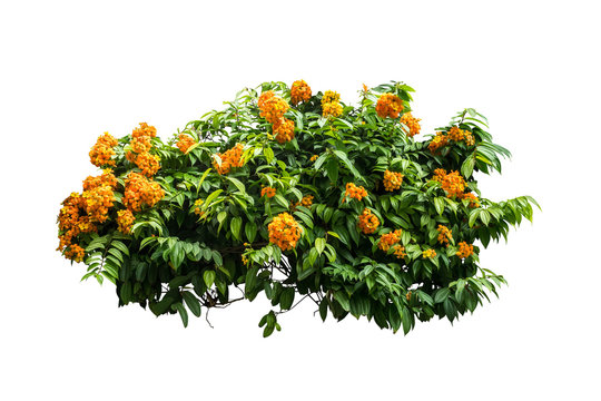 Fototapeta flower plant bush tree isolated with on white background clipping path