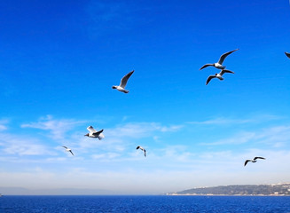 Natural and animal concept.Many seagulls are flying happily in the blue sky while searching for prey over the deep blue sea. Background, Selective focus and copy space.