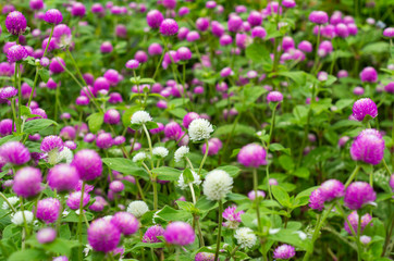 Fototapeta premium グローブ・アマランス 千日紅