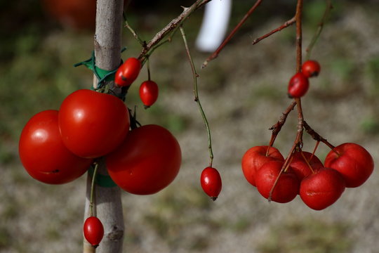 Paradiesbaum Images – Browse 10 Stock Photos, Vectors, and Video ...