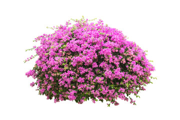 flower plant bush tree isolated with on white background clipping path