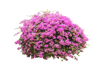 Foto op Aluminium flower plant bush tree isolated with on white background clipping path © sakdam