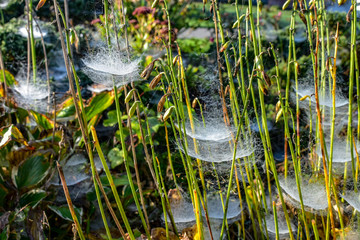Spider Webs in Morning Light