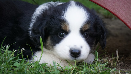 Dog, Miniature Australian Shepherd Puppy