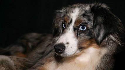 Dog, Miniature Australian Shepherd Puppy