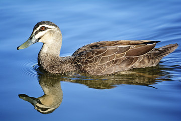 duck on the water