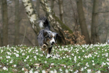 Dog, Miniature Australian Shepherd Puppy